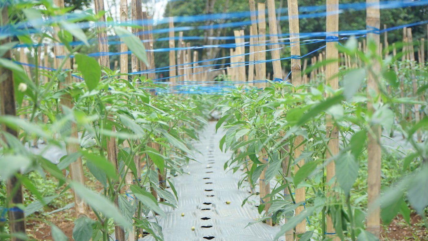 Healthy crops growing in protected cultivation